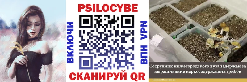 blacksprut сайт  Кудрово  Псилоцибиновые грибы Psilocybine cubensis 